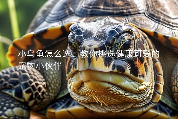 小乌龟怎么选，教你挑选健康可爱的宠物小伙伴