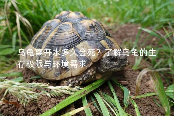 乌龟离开水多久会死？了解乌龟的生存极限与环境需求