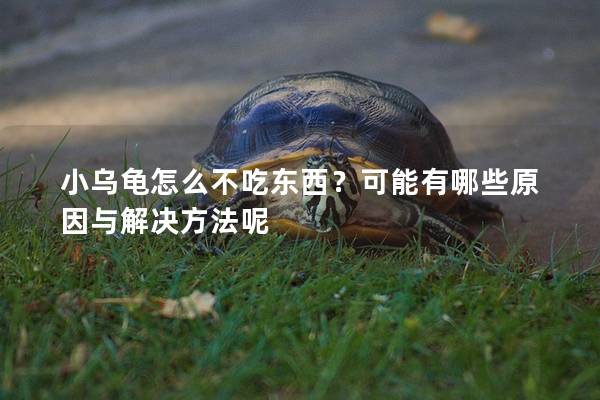 小乌龟怎么不吃东西？可能有哪些原因与解决方法呢