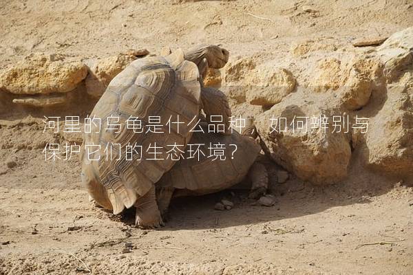 河里的乌龟是什么品种，如何辨别与保护它们的生态环境？