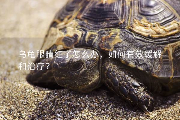 乌龟眼睛红了怎么办，如何有效缓解和治疗？