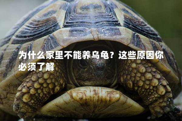 为什么家里不能养乌龟？这些原因你必须了解