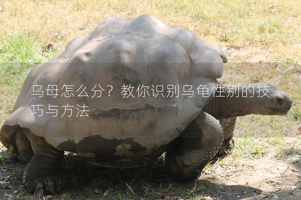 乌母怎么分？教你识别乌龟性别的技巧与方法