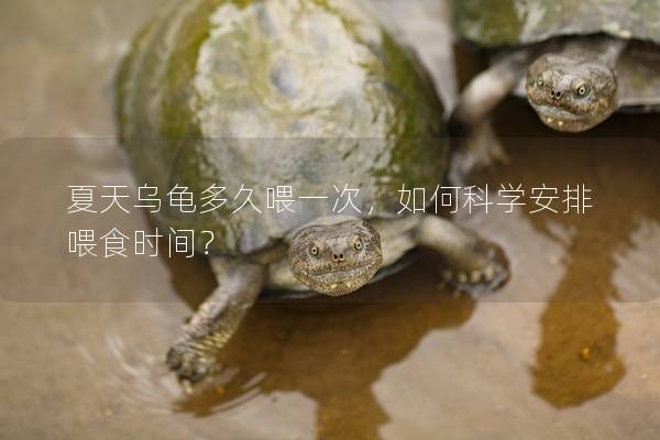 夏天乌龟多久喂一次，如何科学安排喂食时间？