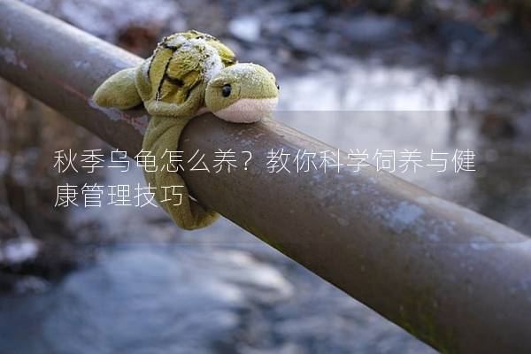秋季乌龟怎么养？教你科学饲养与健康管理技巧