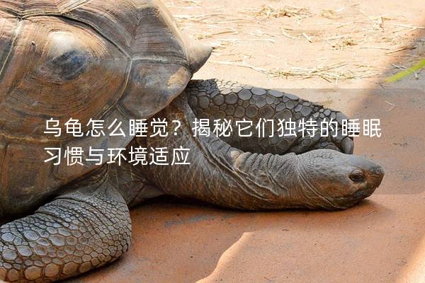 乌龟怎么睡觉？揭秘它们独特的睡眠习惯与环境适应