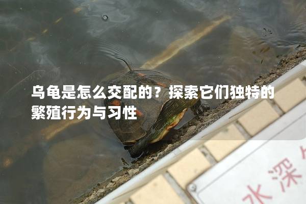 乌龟是怎么交配的？探索它们独特的繁殖行为与习性