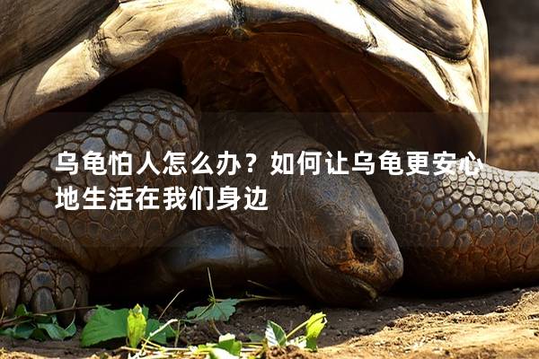 乌龟怕人怎么办？如何让乌龟更安心地生活在我们身边