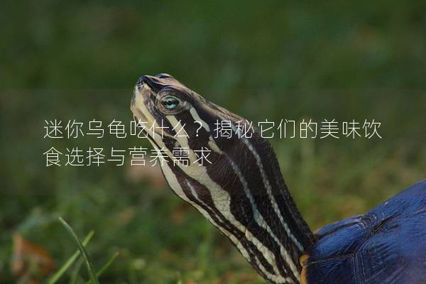 迷你乌龟吃什么？揭秘它们的美味饮食选择与营养需求