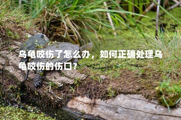 乌龟咬伤了怎么办，如何正确处理乌龟咬伤的伤口？