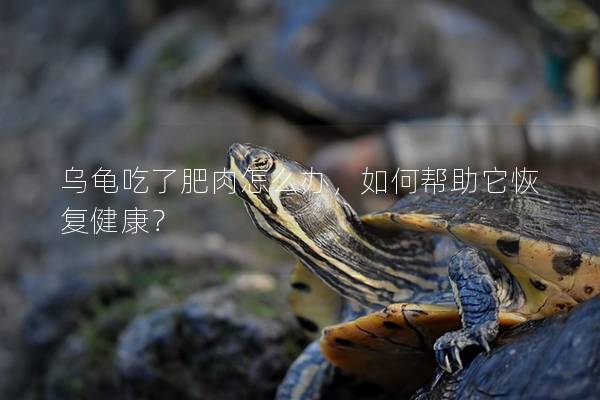 乌龟吃了肥肉怎么办，如何帮助它恢复健康？