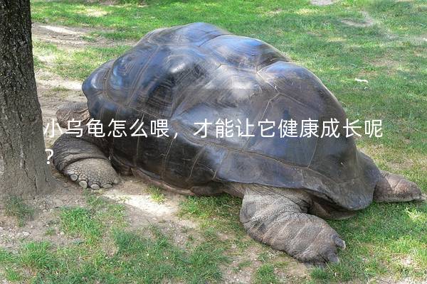 小乌龟怎么喂，才能让它健康成长呢？