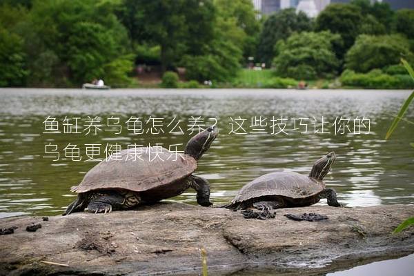 鱼缸养乌龟怎么养？这些技巧让你的乌龟更健康快乐