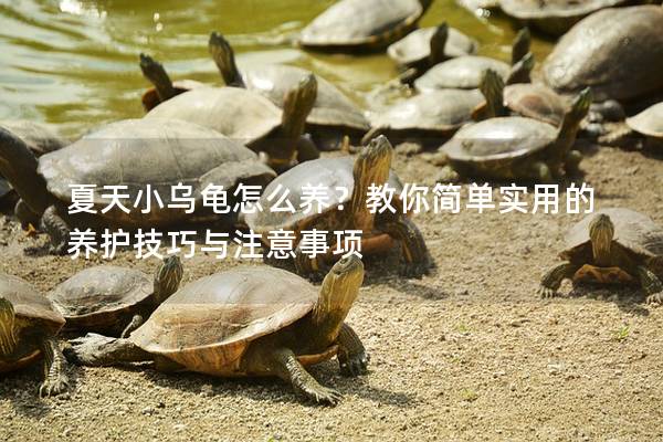 夏天小乌龟怎么养？教你简单实用的养护技巧与注意事项