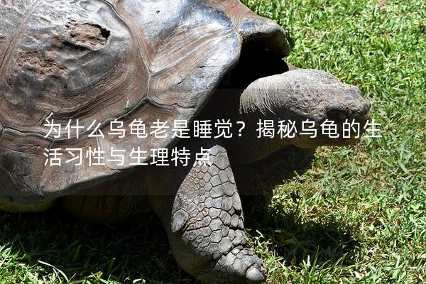 为什么乌龟老是睡觉？揭秘乌龟的生活习性与生理特点