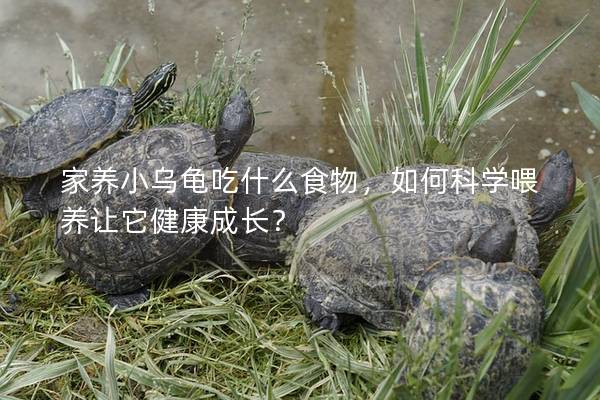 家养小乌龟吃什么食物，如何科学喂养让它健康成长？