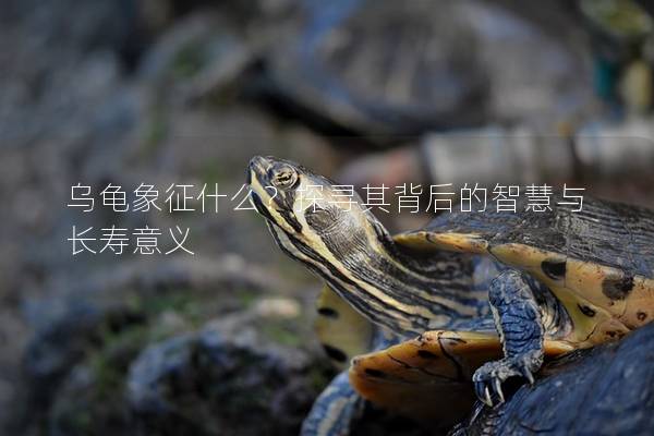 乌龟象征什么？探寻其背后的智慧与长寿意义