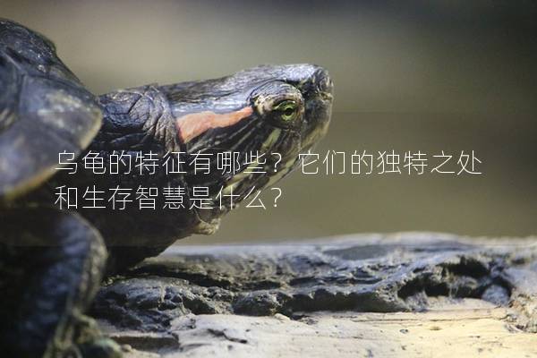 乌龟的特征有哪些？它们的独特之处和生存智慧是什么？