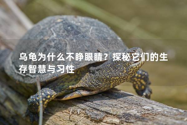 乌龟为什么不睁眼睛？探秘它们的生存智慧与习性