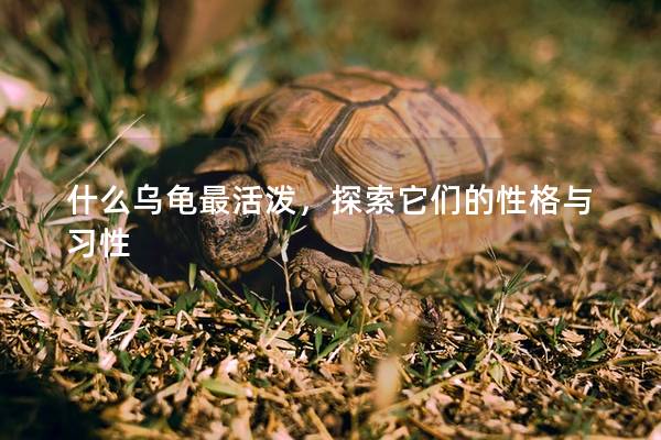 什么乌龟最活泼，探索它们的性格与习性