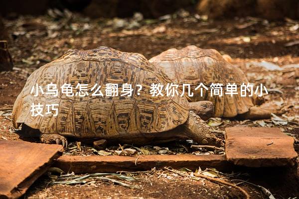 小乌龟怎么翻身？教你几个简单的小技巧