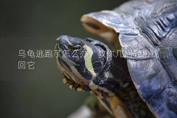 乌龟逃跑了怎么办？教你几招轻松找回它