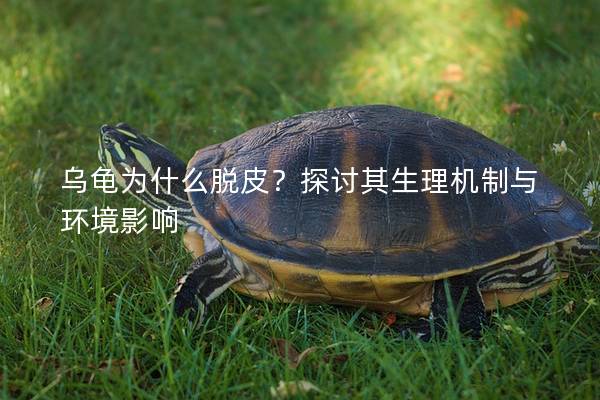 乌龟为什么脱皮？探讨其生理机制与环境影响