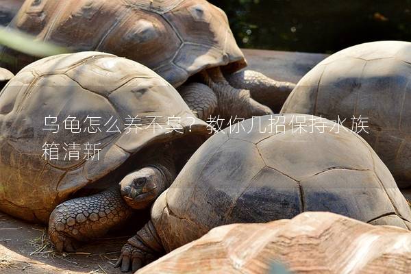 乌龟怎么养不臭？教你几招保持水族箱清新