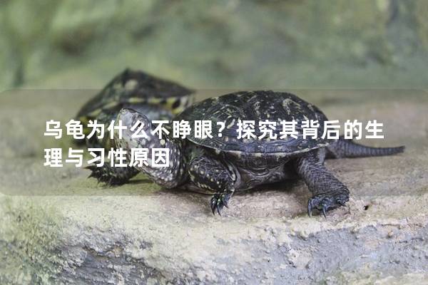 乌龟为什么不睁眼？探究其背后的生理与习性原因