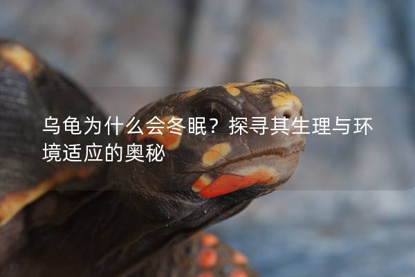 乌龟为什么会冬眠？探寻其生理与环境适应的奥秘