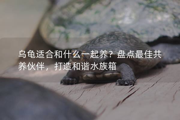 乌龟适合和什么一起养？盘点最佳共养伙伴，打造和谐水族箱