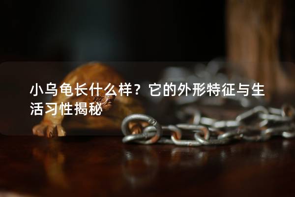 小乌龟长什么样？它的外形特征与生活习性揭秘