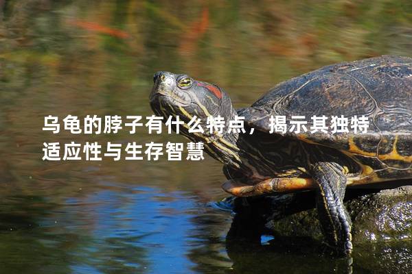乌龟的脖子有什么特点，揭示其独特适应性与生存智慧