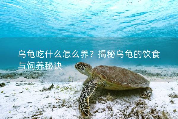 乌龟吃什么怎么养？揭秘乌龟的饮食与饲养秘诀