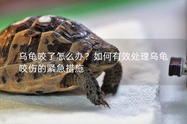 乌龟咬了怎么办？如何有效处理乌龟咬伤的紧急措施