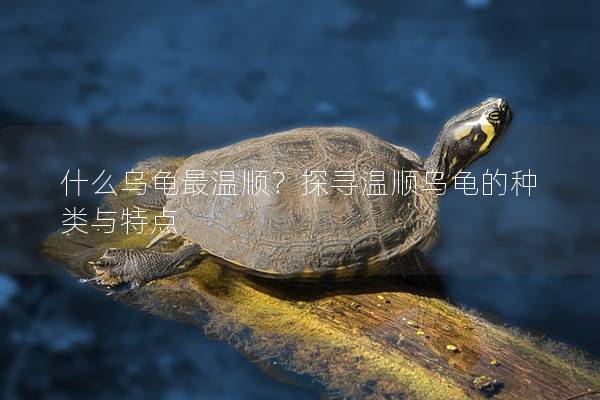 什么乌龟最温顺？探寻温顺乌龟的种类与特点