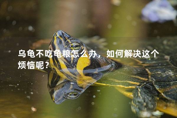 乌龟不吃龟粮怎么办，如何解决这个烦恼呢？