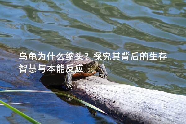 乌龟为什么缩头？探究其背后的生存智慧与本能反应