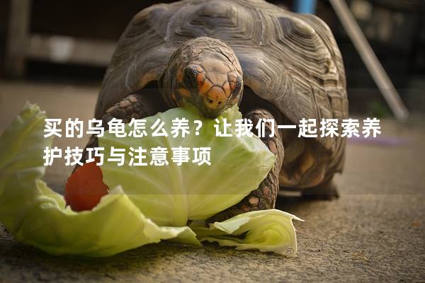 买的乌龟怎么养？让我们一起探索养护技巧与注意事项
