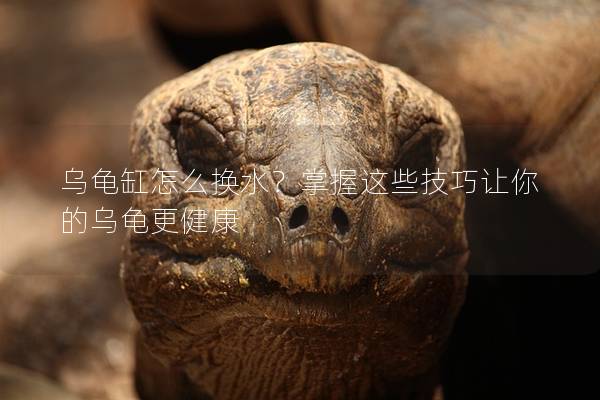 乌龟缸怎么换水？掌握这些技巧让你的乌龟更健康