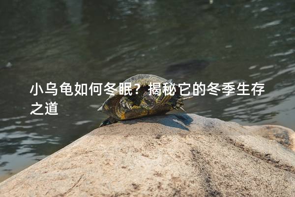 小乌龟如何冬眠？揭秘它的冬季生存之道