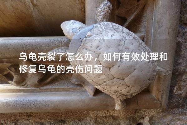 乌龟壳裂了怎么办，如何有效处理和修复乌龟的壳伤问题