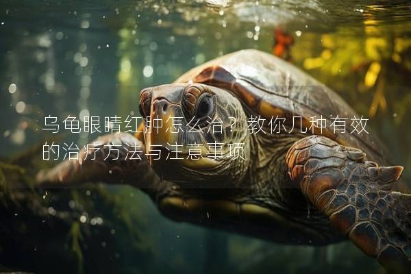 乌龟眼睛红肿怎么治？教你几种有效的治疗方法与注意事项