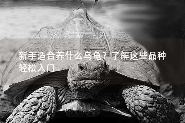 新手适合养什么乌龟？了解这些品种轻松入门