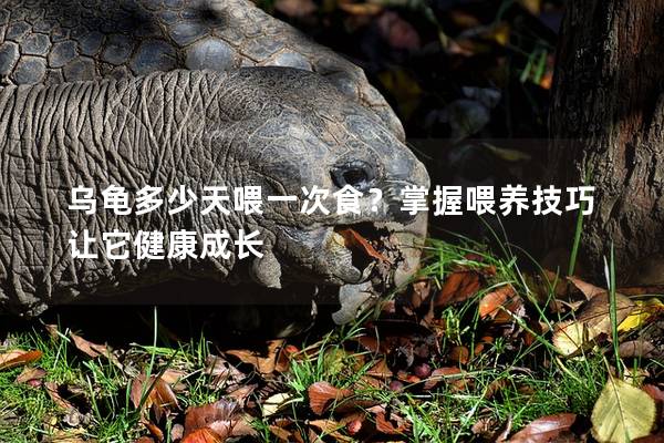 乌龟多少天喂一次食？掌握喂养技巧让它健康成长