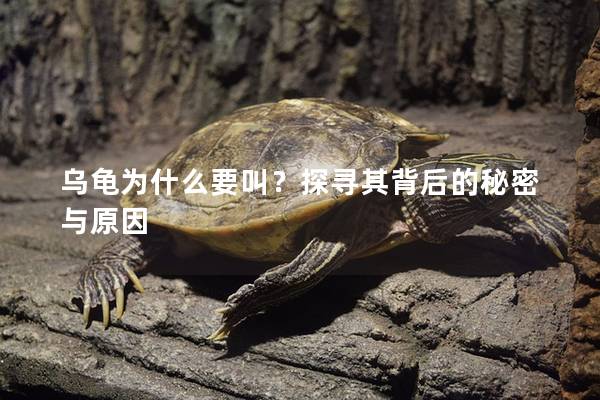 乌龟为什么要叫？探寻其背后的秘密与原因