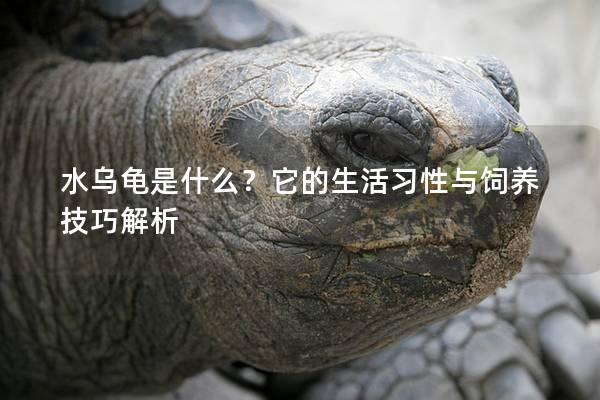 水乌龟是什么？它的生活习性与饲养技巧解析