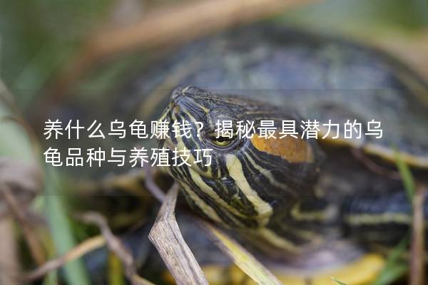 养什么乌龟赚钱？揭秘最具潜力的乌龟品种与养殖技巧