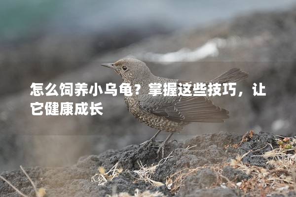 怎么饲养小乌龟？掌握这些技巧，让它健康成长