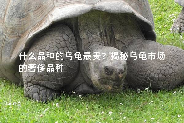 什么品种的乌龟最贵？揭秘乌龟市场的奢侈品种
